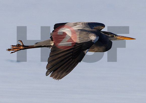 Fjella Bird Photography by H2SF Edition