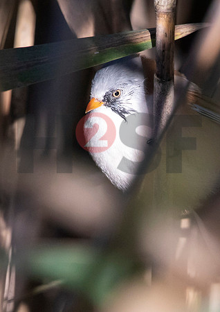 Fjella Bird Photography by H2SF Edition