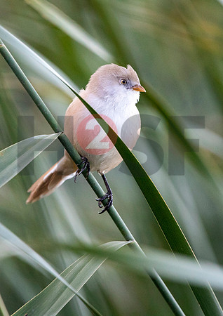 Fjella Bird Photography by H2SF Edition