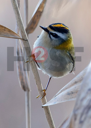 Fjella Bird Photography by H2SF Edition