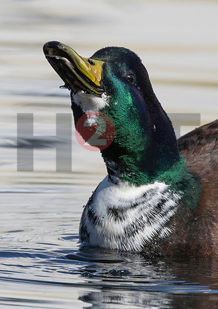 Fjella Bird Photography by H2SF Edition