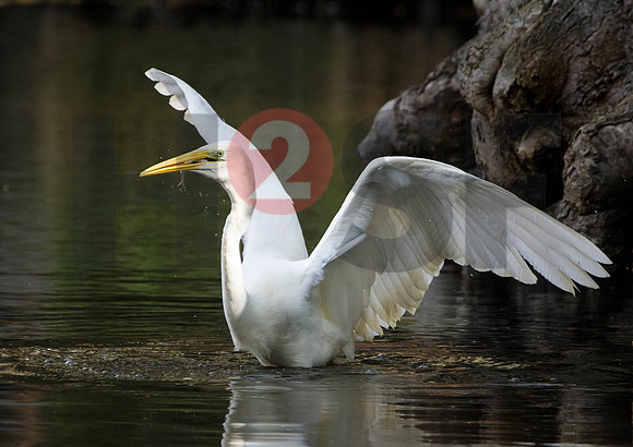 Fjella Bird Photography by H2SF Edition
