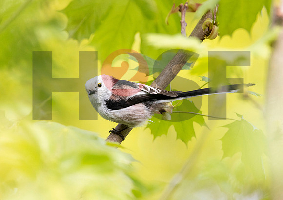 Fjella Bird Photography by H2SF Edition
