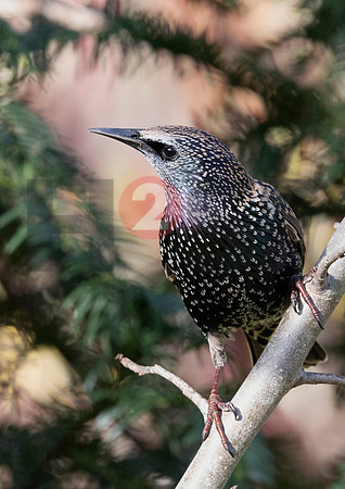 Fjella Bird Photography by H2SF Edition