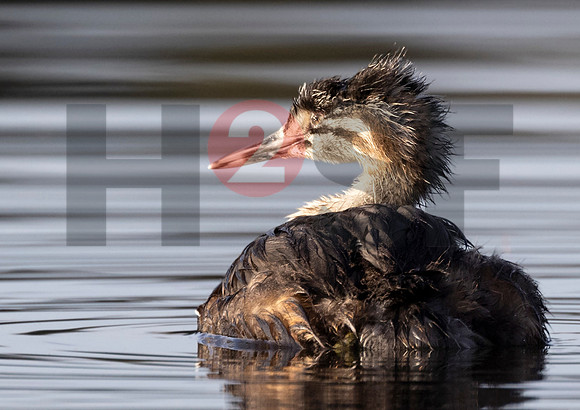 Fjella Bird Photography by H2SF Edition