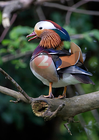 Fjella Bird Photography by H2SF Edition