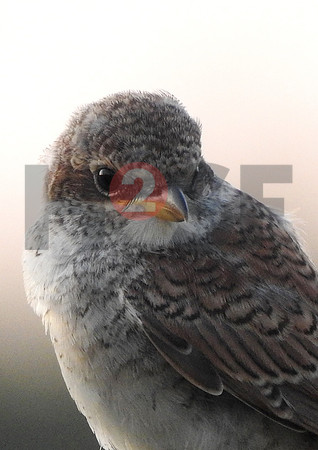 Fjella Bird Photography by H2SF Edition