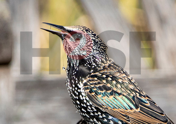 Fjella Bird Photography by H2SF Edition