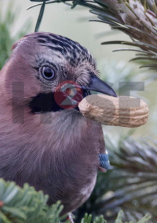Fjella Bird Photography by H2SF Edition