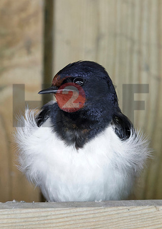 Fjella Bird Photography by H2SF Edition