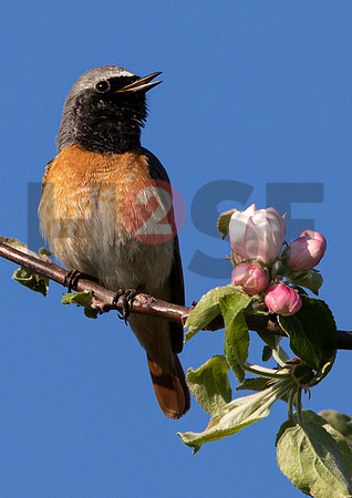 Fjella Bird Photography by H2SF Edition