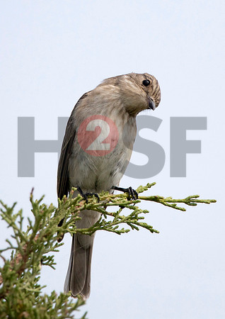 Fjella Bird Photography by H2SF Edition