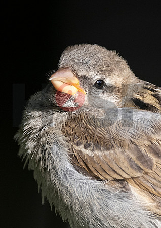 Fjella Bird Photography by H2SF Edition