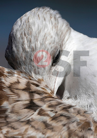 Fjella Bird Photography by H2SF Edition