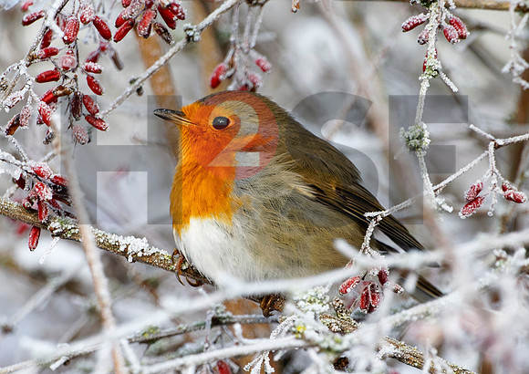 Fjella Bird Photography by H2SF Edition