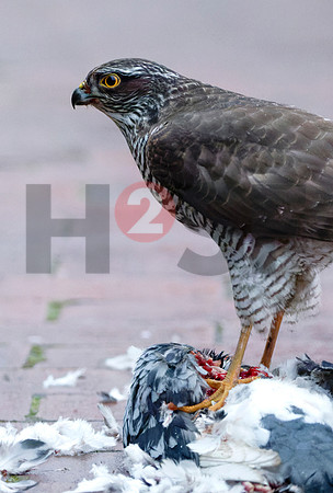 Fjella Bird Photography by H2SF Edition