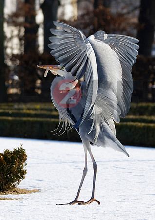 Fjella Bird Photography by H2SF Edition