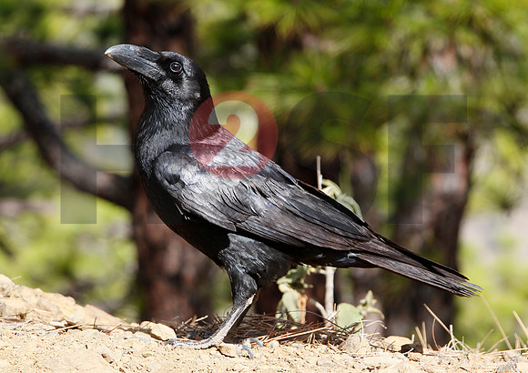 Fjella Bird Photography by H2SF Edition