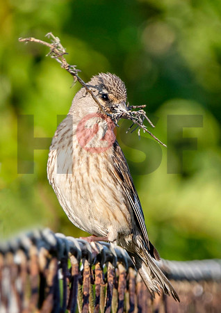 Fjella Bird Photography by H2SF Edition