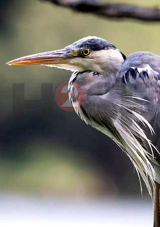 Fjella Bird Photography by H2SF Edition