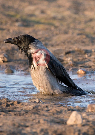 Fjella Bird Photography by H2SF Edition