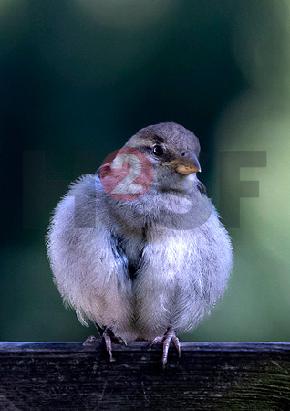Fjella Bird Photography by H2SF Edition