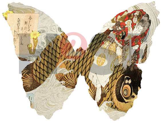 Butterfly_06_Japan