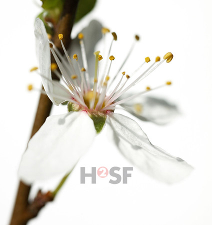 111031SH054H2SF