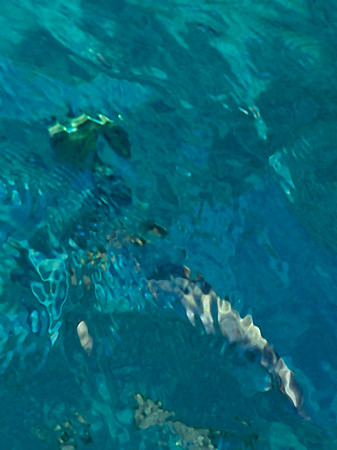 Thaifischwasser II_5
