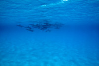 110424SH001H2SF.JPG