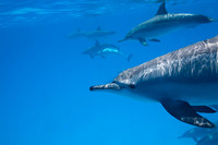 Sataya Reef Dolphins
