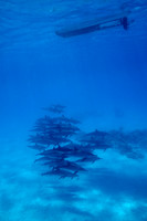 110424SH007H2SF.JPG